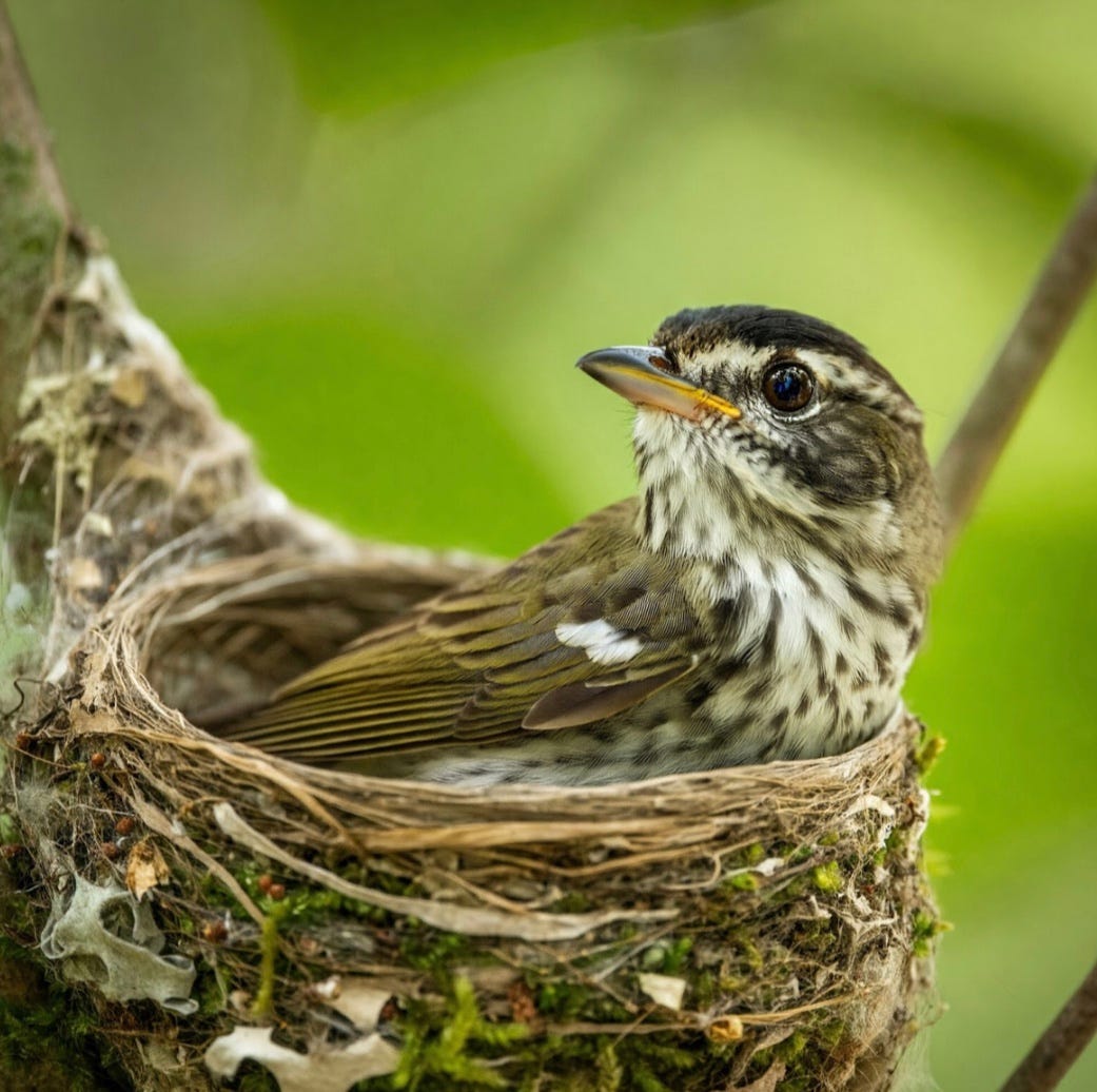 Image black capped vireo on nest Image black capped vireo on nest