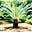 Cycads's avatar