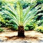 Cycads's avatar