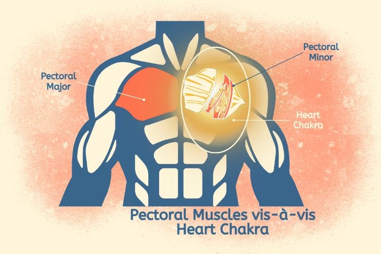 Pectoral Muscles vis-à-vis Heart Chakra Pectoral Muscles vis-à-vis Heart Chakra