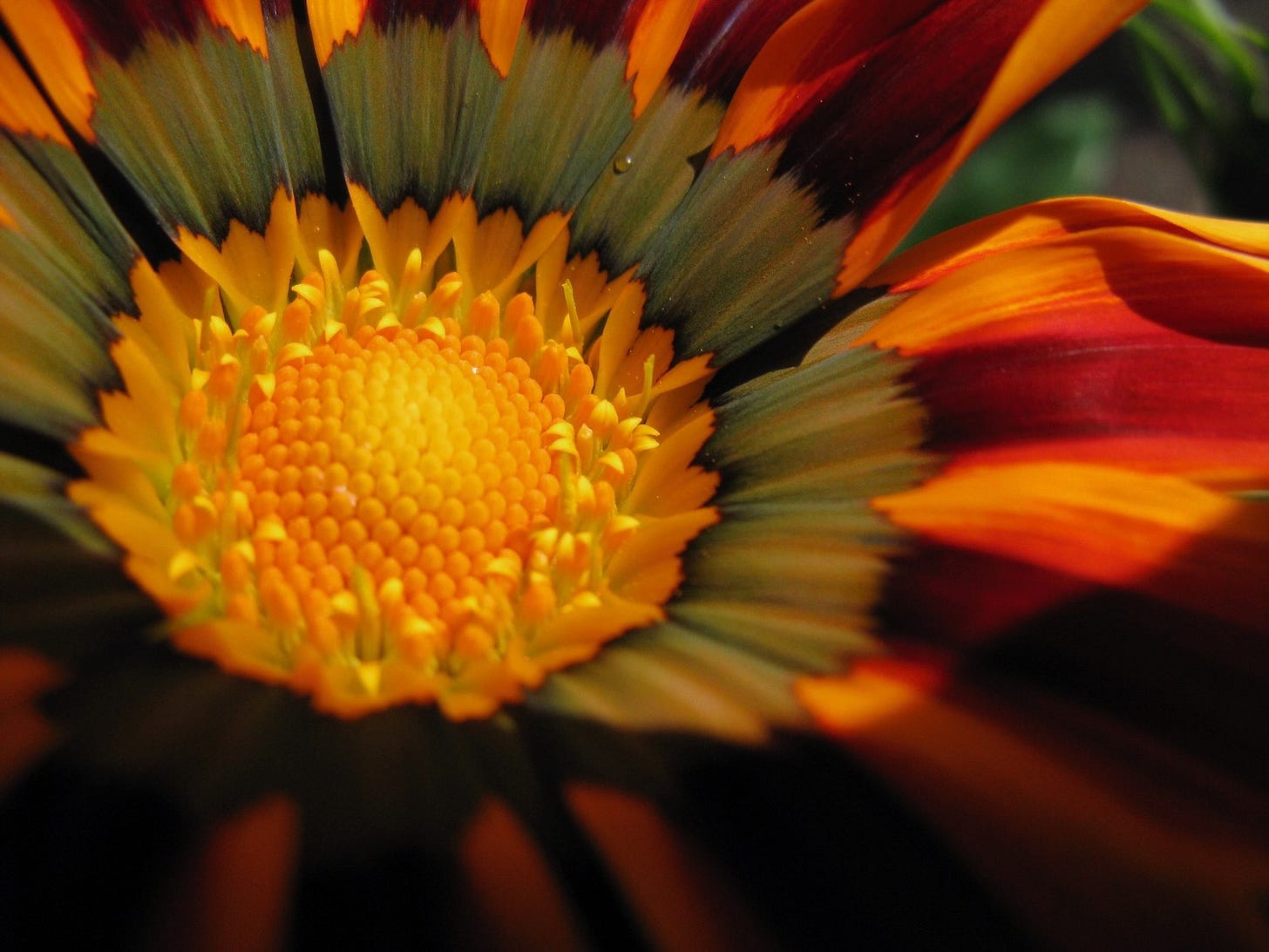 Extreme close-up of radial flower bloom in shades of orange