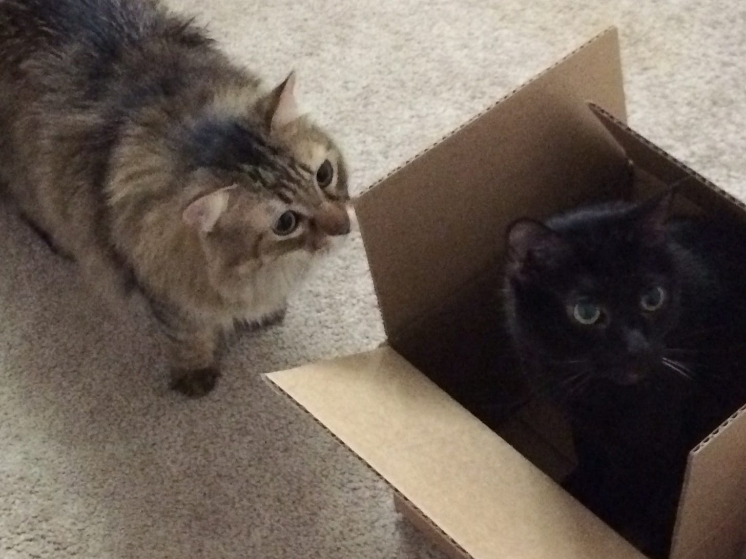Chase Gizmo Box cats in boxes Chase Gizmo Box cats in boxes