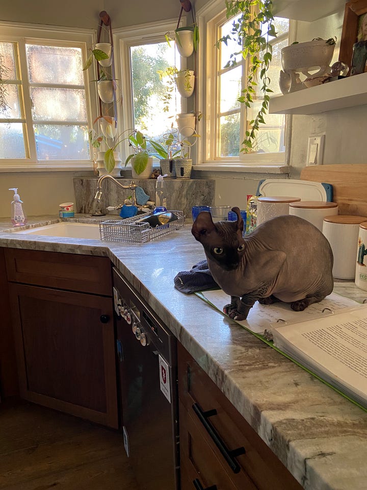 Sphinx Cats