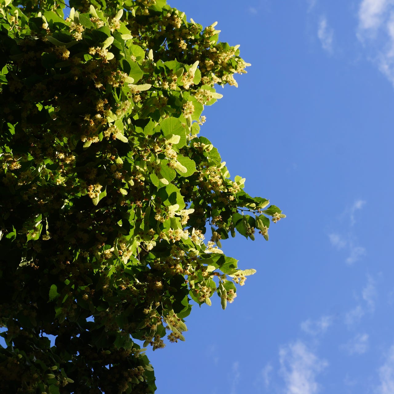 Out of the Blue ~ Sylee Gore