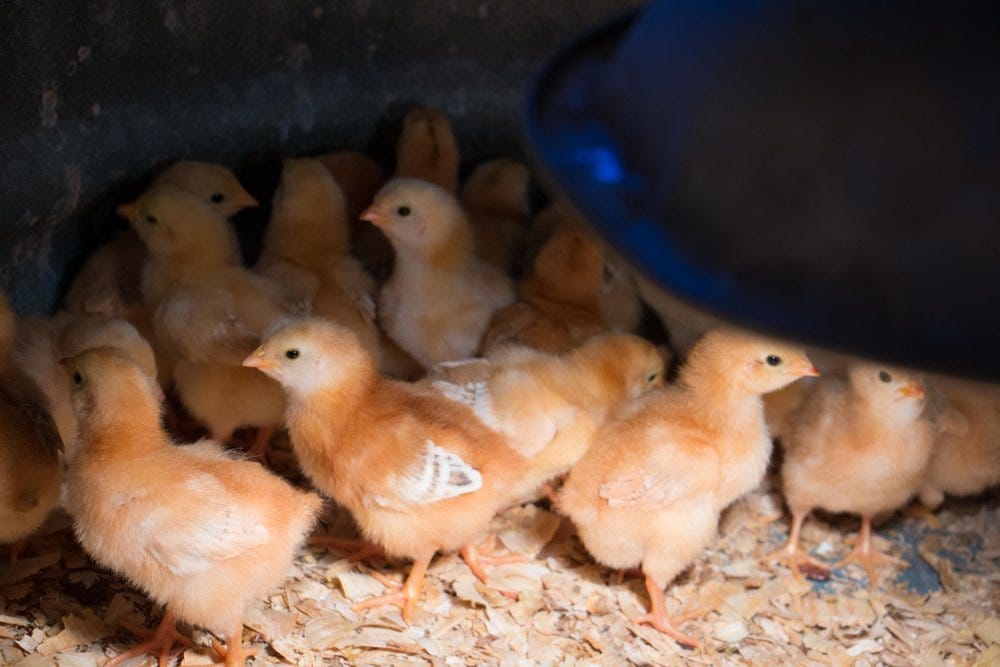 ec354-baby-chicks-2.jpg ec354-baby-chicks-2.jpg