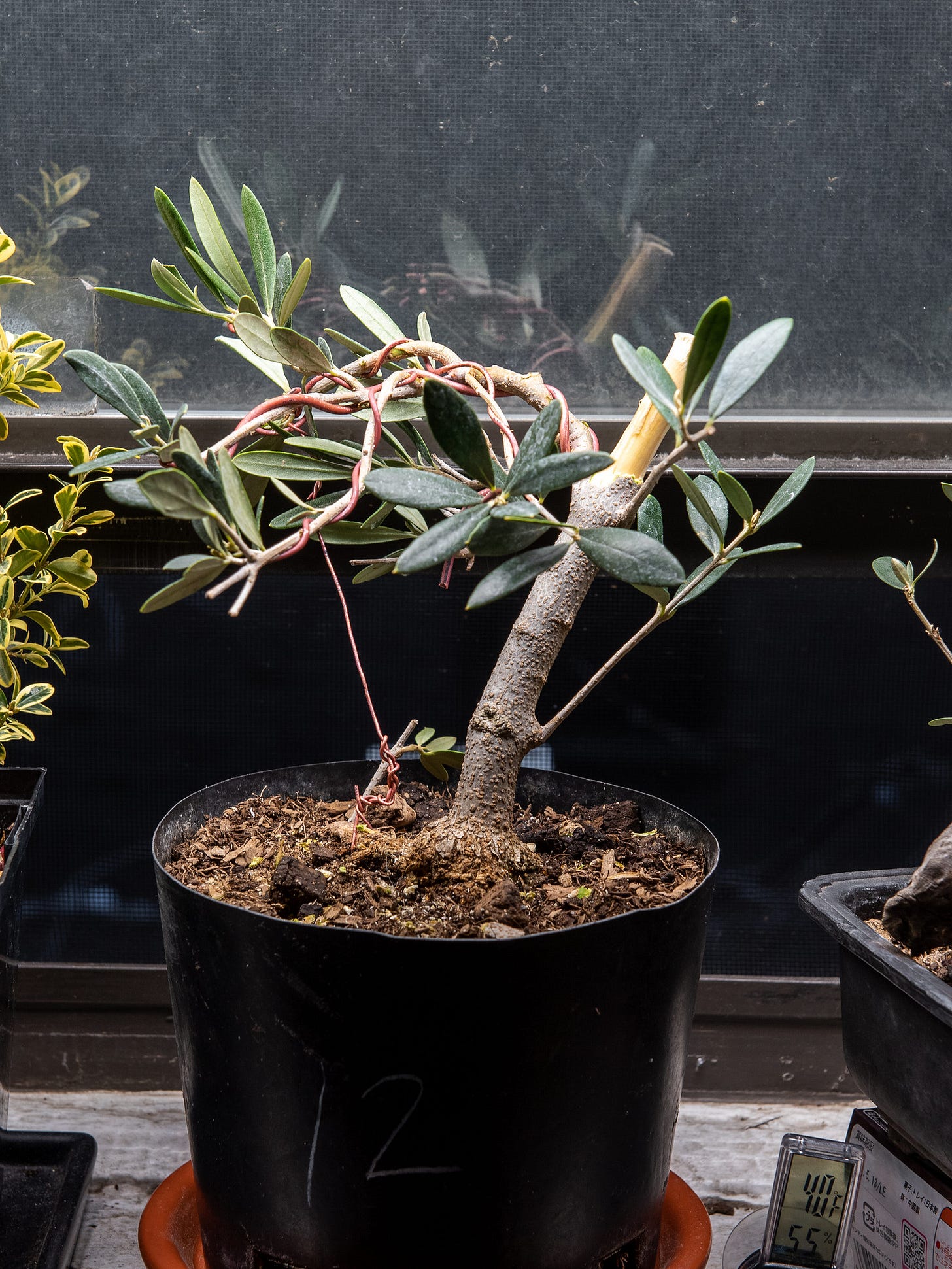 ID: The styled lower half of the olive on my windowsill under an LED light.