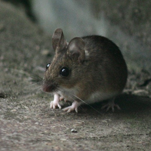 A mouse sitting on the ground next to a wooden bench