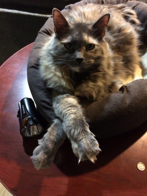 Aria_Crossed_paws Aria_Crossed_paws