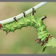 Laocoon’s Substack