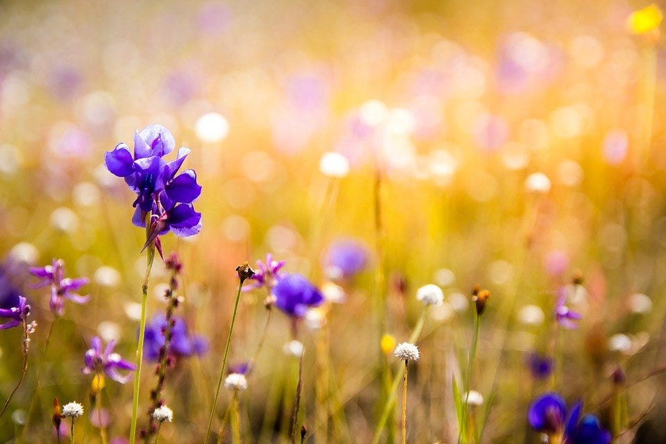 Free photos of Flowers
