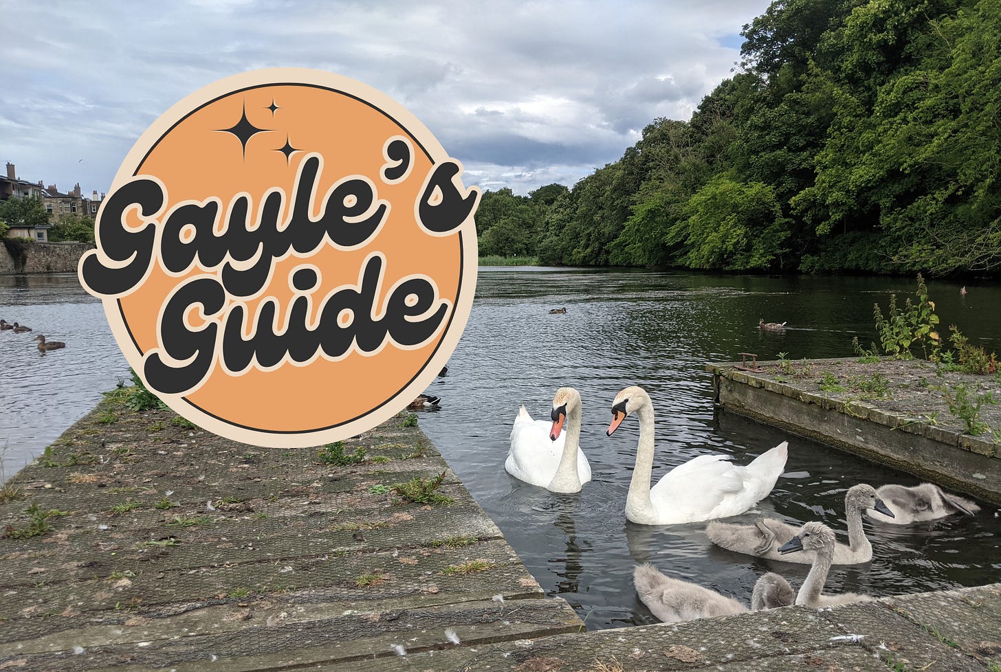 swans and cygnets on Craiglockhart Pond with Gayle's Guide logo