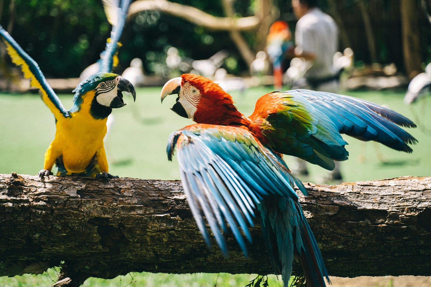 Two colourful macaws perched on a tree branch, wings partially spread, captured in a natural outdoor setting.