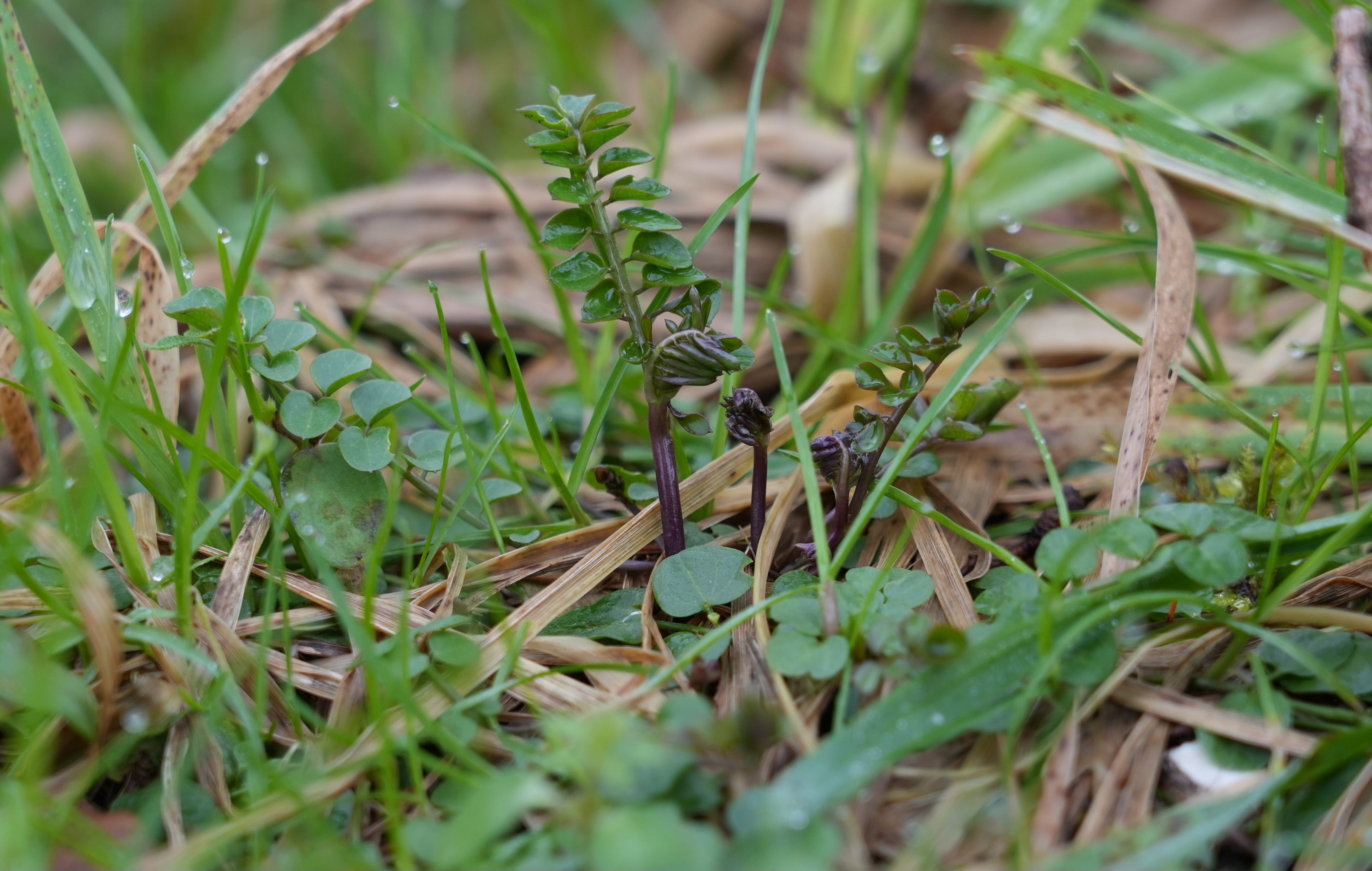 Cardamine pratensis | cuckoo flower