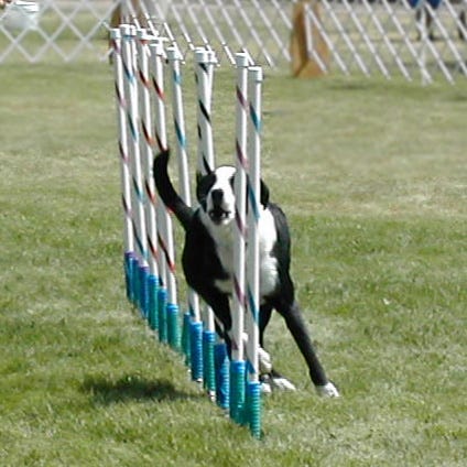 Border collie blasting through the weave poles, mouth open Border collie blasting through the weave poles, mouth open