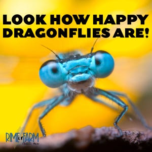 Dragonflies in Maine