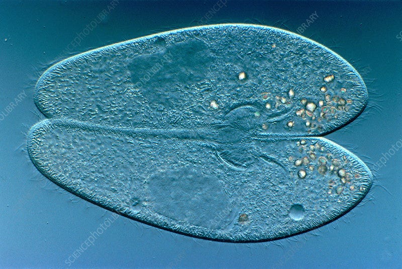 Sex and the Single Paramecium - Josh Mitteldorf
