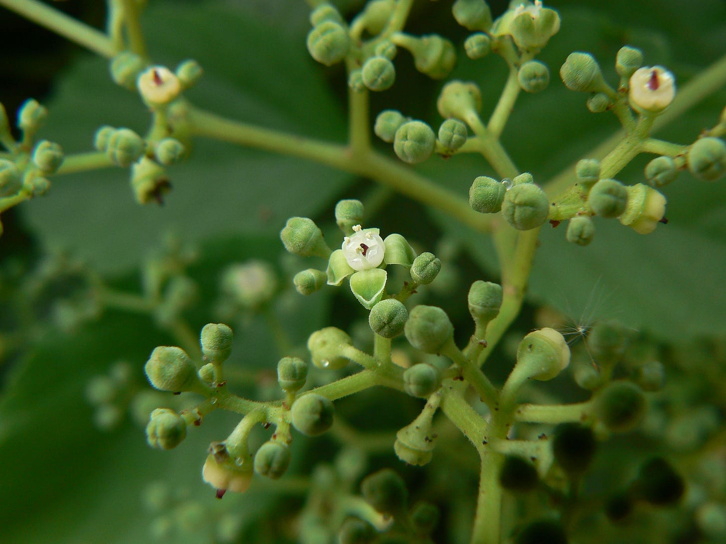 Cayratia trifolia [Flowers - wikicommons].jpg