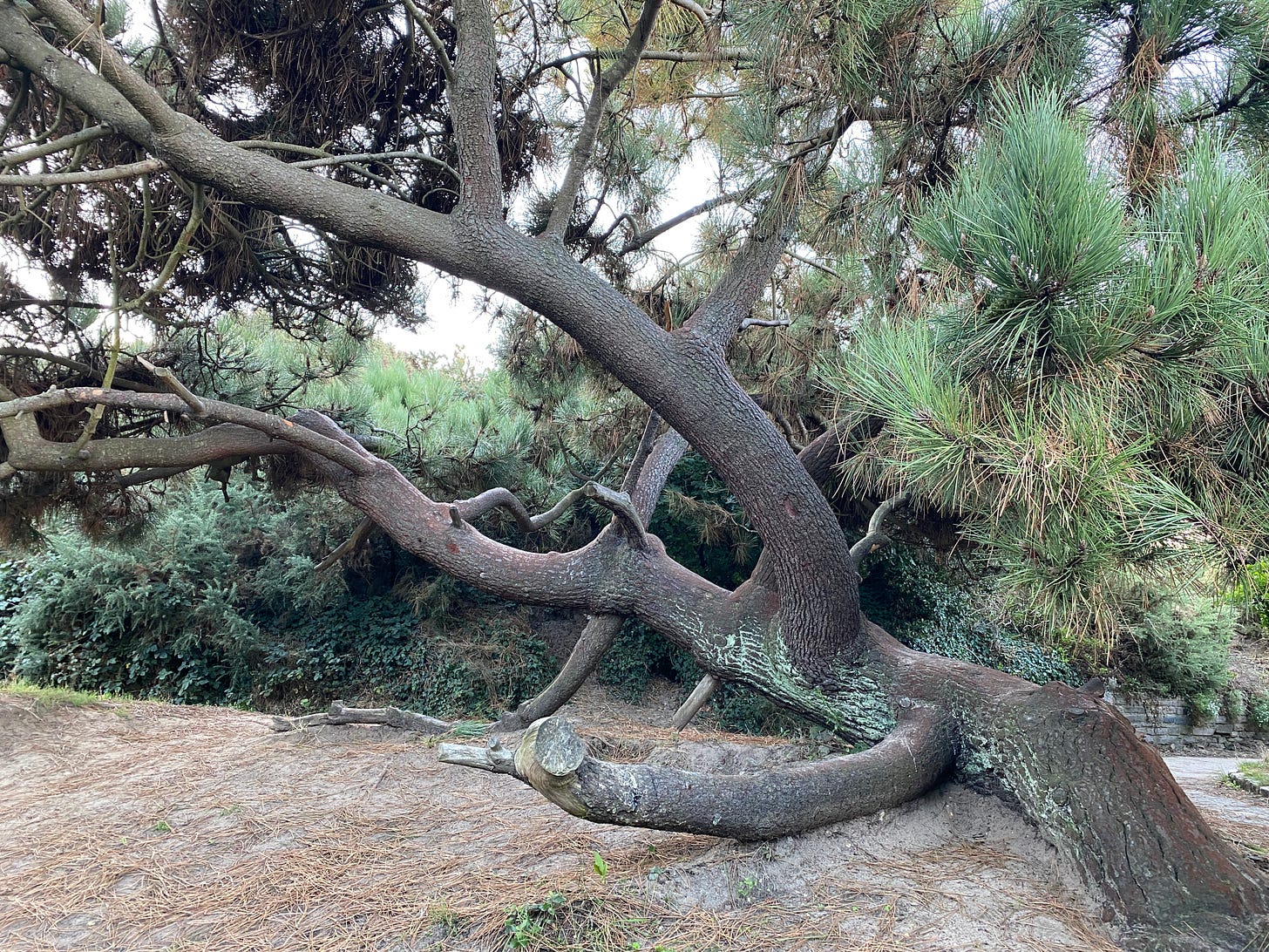 prostrate pine on Southbourne clifftops