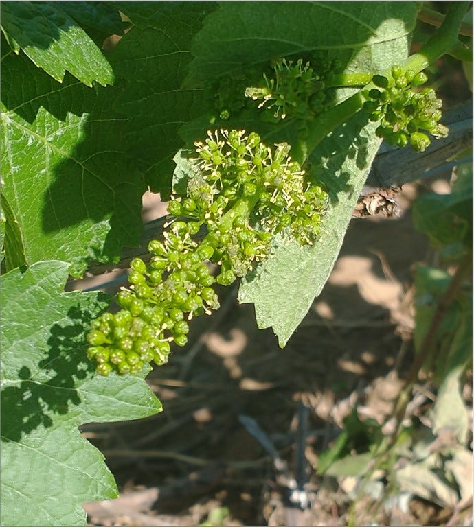 Pinot Noir in bloom - Smells like Wadenswil!