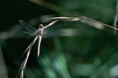 Three photos of dragonflies – one blue one in flight, a red one on a reed and a drab grey one with red eyes on an ear of grass seeds