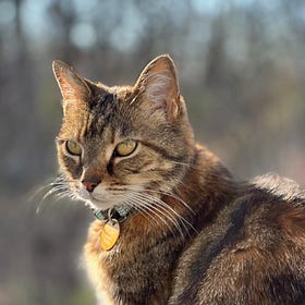 Contrarian Pet of the Week