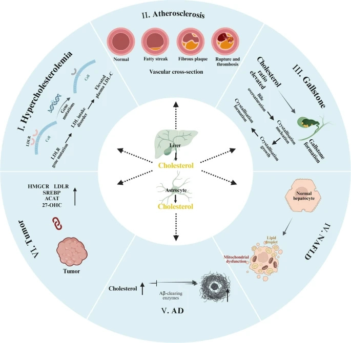 Is dietary cholesterol required for good human health? https%3A%2F%2Fsubstack post media.s3.amazonaws.com%2Fpublic%2Fimages%2F020c7d91 c80e 4a87 8ce3