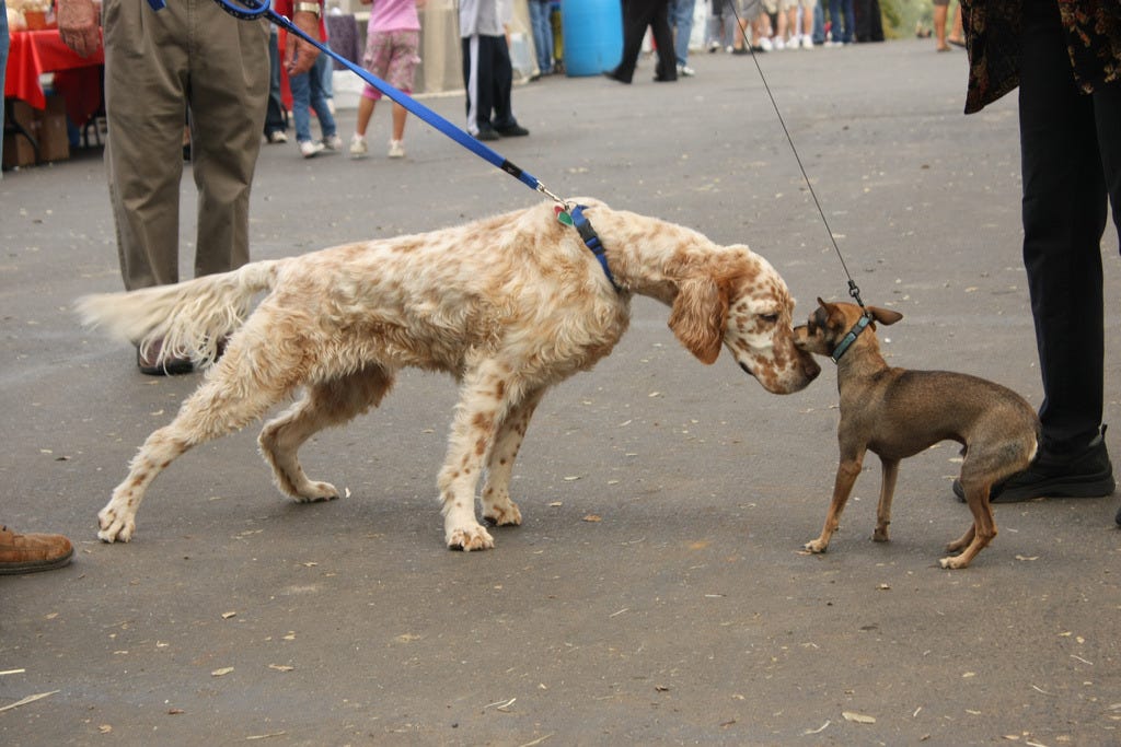 Unlike Humans, Animals Don’t Use Speech, so Cannot Easily Lie!
For example, Dog’s anal glands release distinct phermones revealing dog’s health, age, sex and other affinities or vulnerabilities. When threatened, dogs can only COVER UP the TRUTH by...