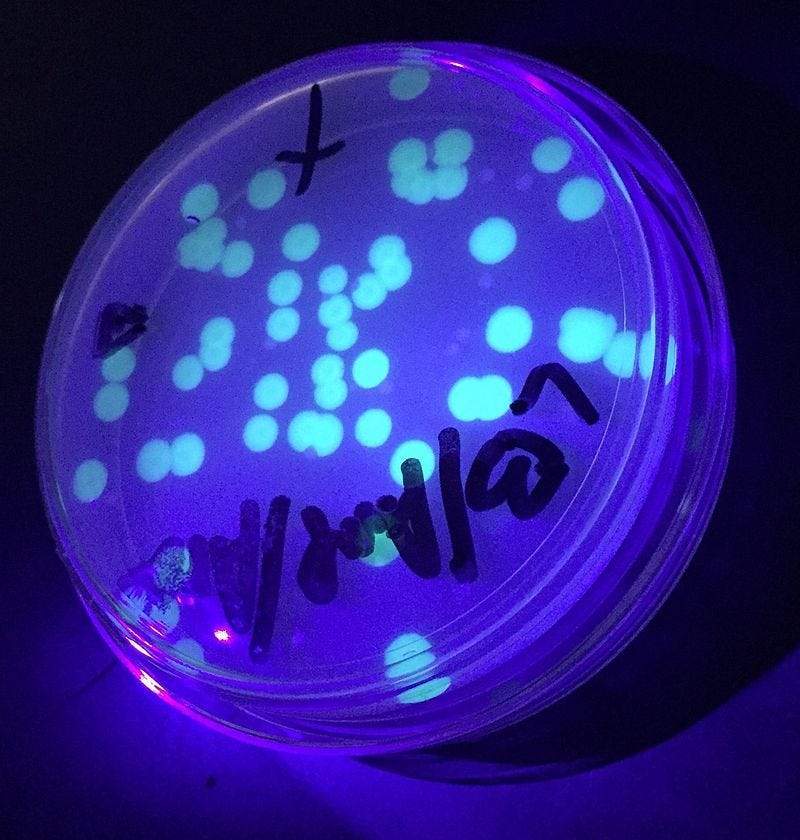 E. coli colonies glowing green under UV light after pGLO transformation.