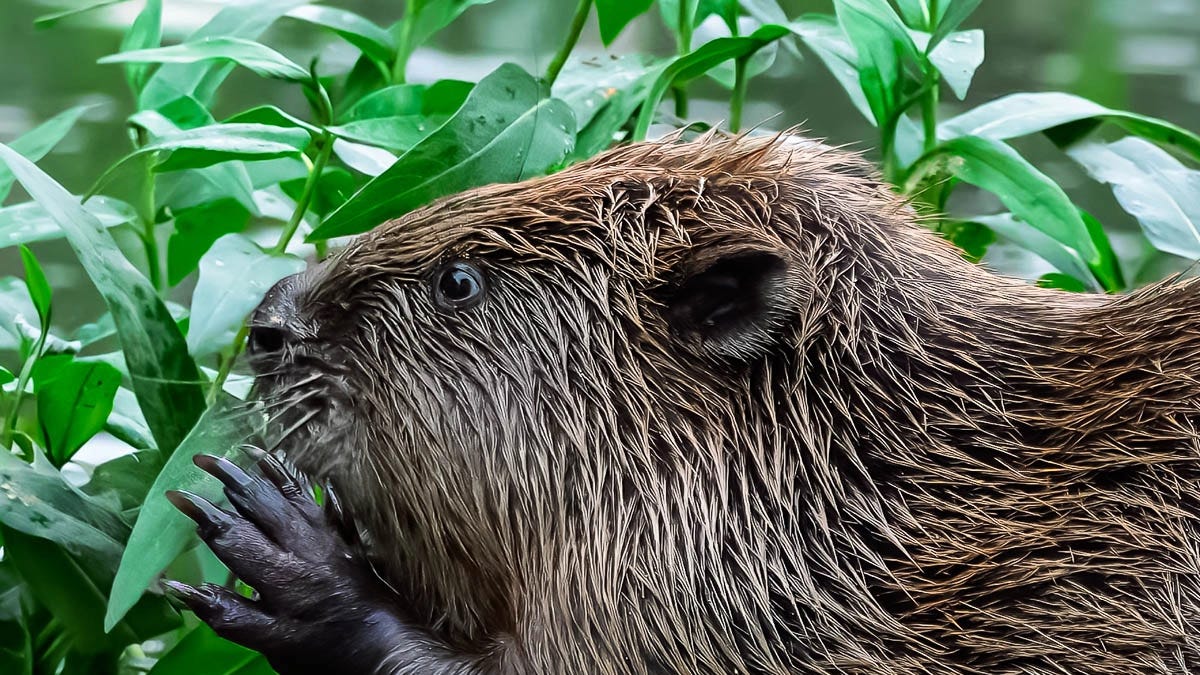 From baby beavers to river walks, where climate action is quietly taking root