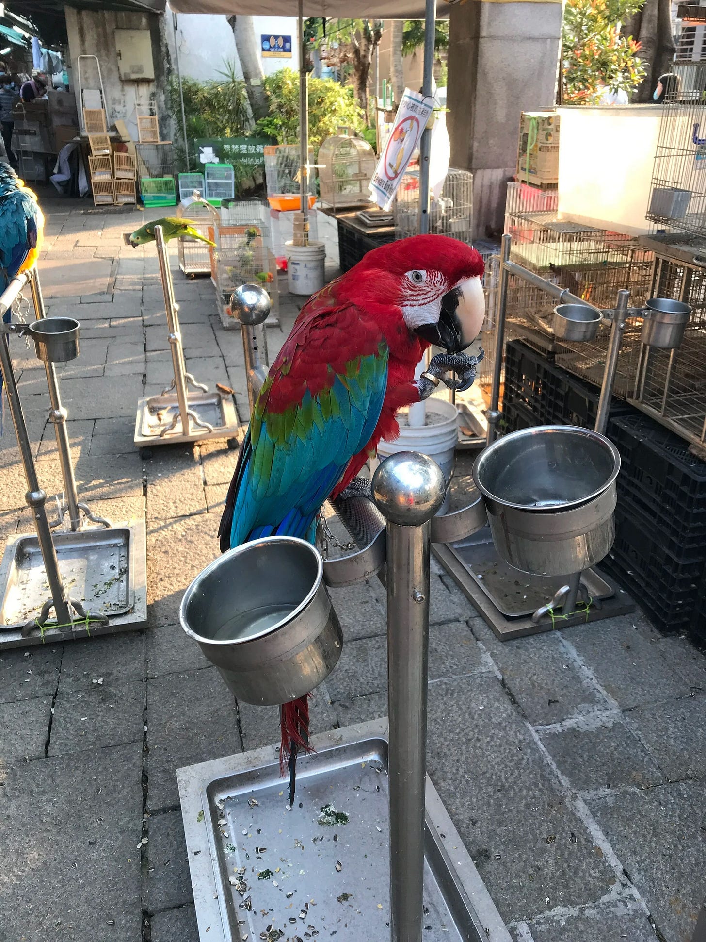  Parrot for sale at the Bird Market, Kowloon. 