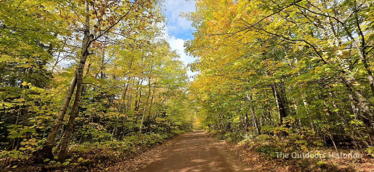 A dirt road lined with trees with brilliant golden leaves with blue sky in the background.
