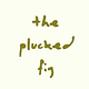 The Plucked Fig