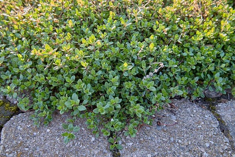 various varieties of thyme plants, coming up in the garden in the spring