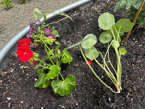 Some photos of my garden taken a few days ago: tomato plants, jalapeño plant, and nasturtiums