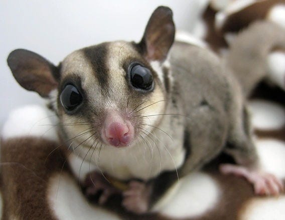 5 Facts About Pet Sugar Gliders | Long Island Bird & Exotic Pet Vet