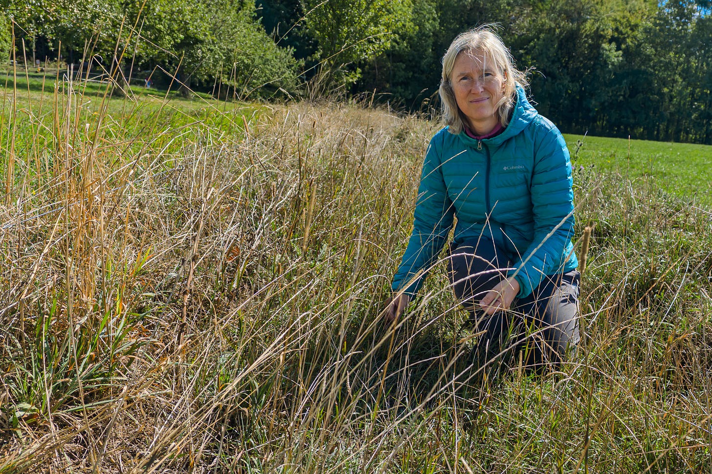 Biodiversitäts-Expertin Véronique Chevillat mit langen blonden Haaren kniet in einem Altgrasstreifen mit hohen, teilweise vertrockneten Gräsern auf einer Wiese. Solche ungemähten Bereiche bieten Insekten und anderen Kleintieren Nahrung, Deckung und Überwinterungsmöglichkeiten. Biodiversitäts-Expertin Véronique Chevillat mit langen blonden Haaren kniet in einem Altgrasstreifen mit hohen, teilweise vertrockneten Gräsern auf einer Wiese. Solche ungemähten Bereiche bieten Insekten und anderen Kleintieren Nahrung, Deckung und Überwinterungsmöglichkeiten.