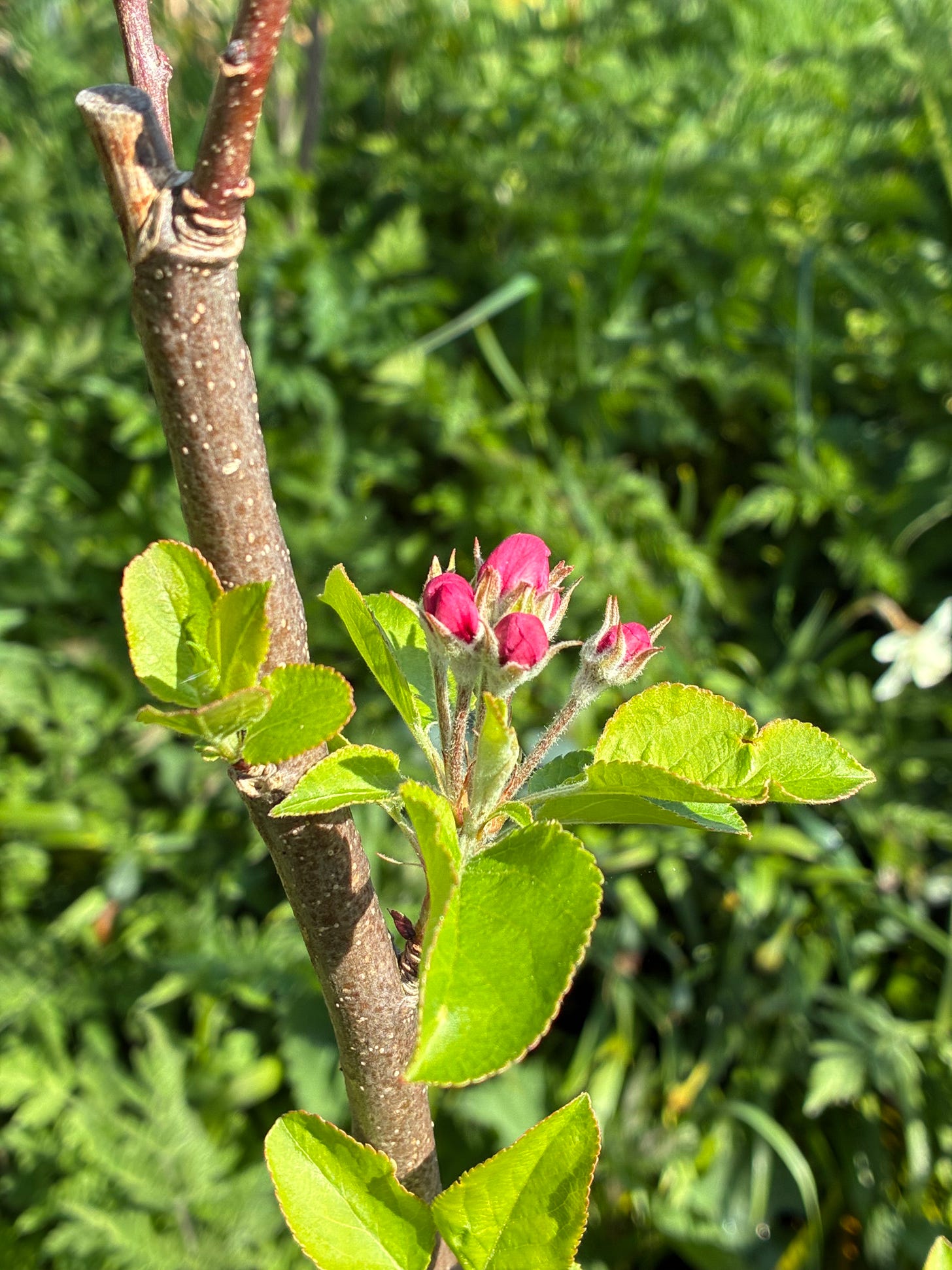 Picture of pink blossom buds on a young apple tree