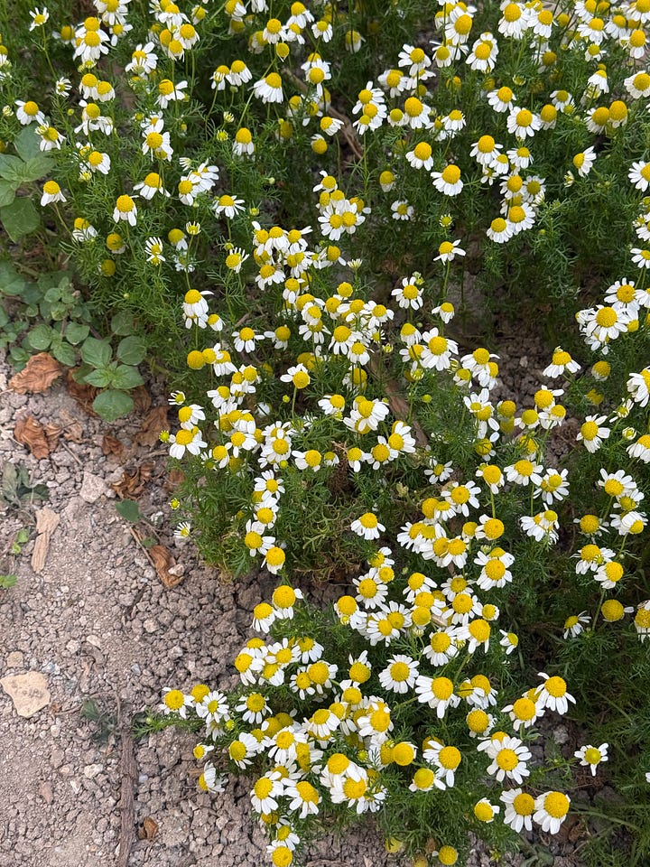 Chamomile Flowers