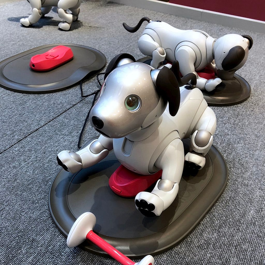 An Aibo dog-shaped robot looks up, with two other Aibos in the background