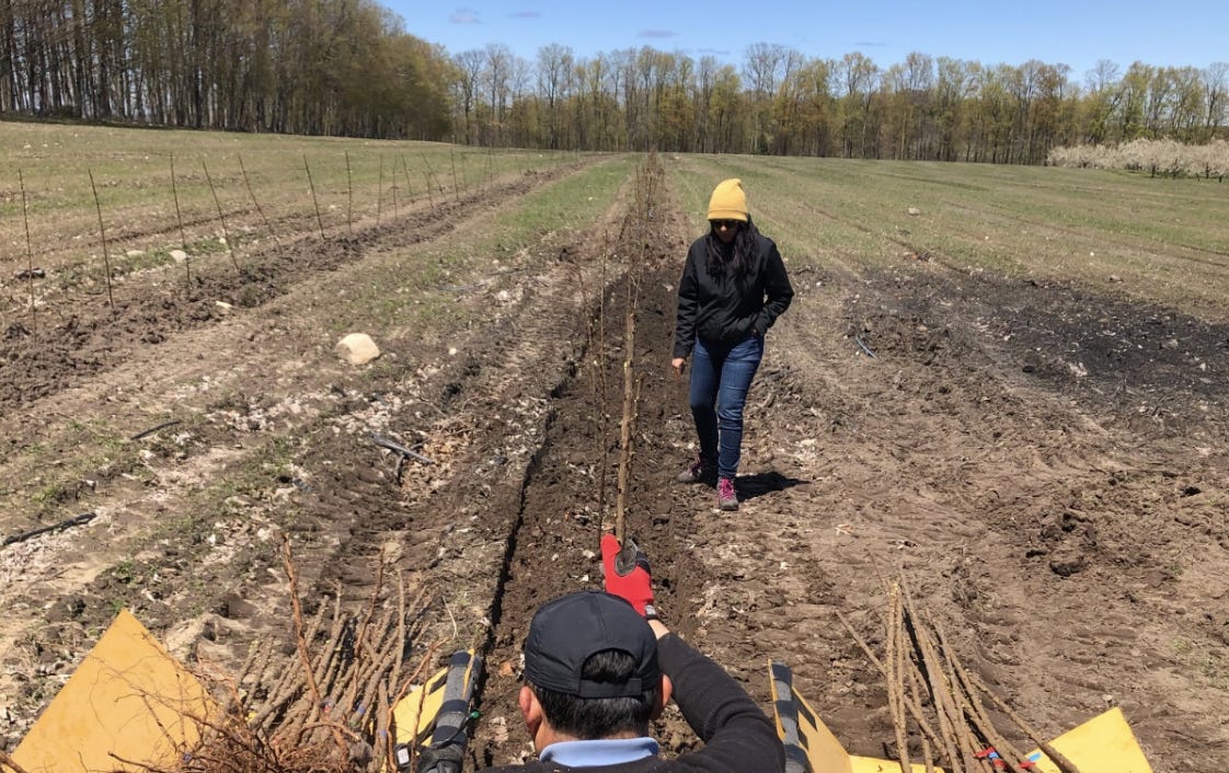 Attia helping plant new high-density cherry trees in 2021