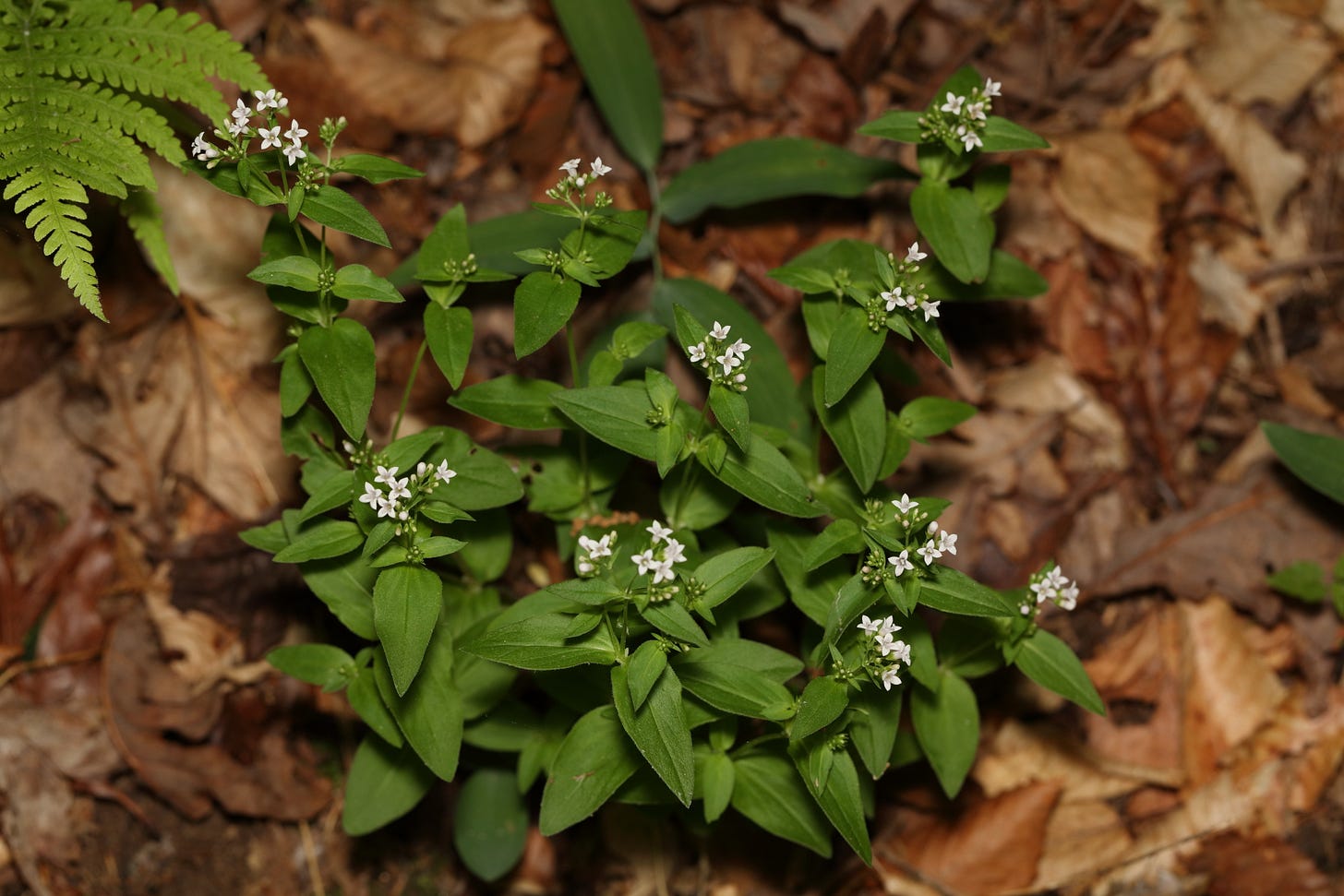 Overhead view of patch of summer bluets on a forest floor. The bluets have broad, ovate leaves a saturated bright green that stands out against the brown leaf litter carpeting the forest floor. The plants have small clusters of very tiny flowers, each with four small pointed petals. The flowers are a pink so pale they are nearly white, barely pink at all. They glow in the darkness of the forest shadow. In the top left corner, the top of a lime green fern frond peeks into the frame. Overhead view of patch of summer bluets on a forest floor. The bluets have broad, ovate leaves a saturated bright green that stands out against the brown leaf litter carpeting the forest floor. The plants have small clusters of very tiny flowers, each with four small pointed petals. The flowers are a pink so pale they are nearly white, barely pink at all. They glow in the darkness of the forest shadow. In the top left corner, the top of a lime green fern frond peeks into the frame.