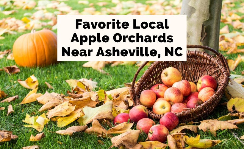 Apple Orchards in Hendersonville NC blog post cover with red apples in a basket next to a tree and pumpkin Apple Orchards in Hendersonville NC blog post cover with red apples in a basket next to a tree and pumpkin