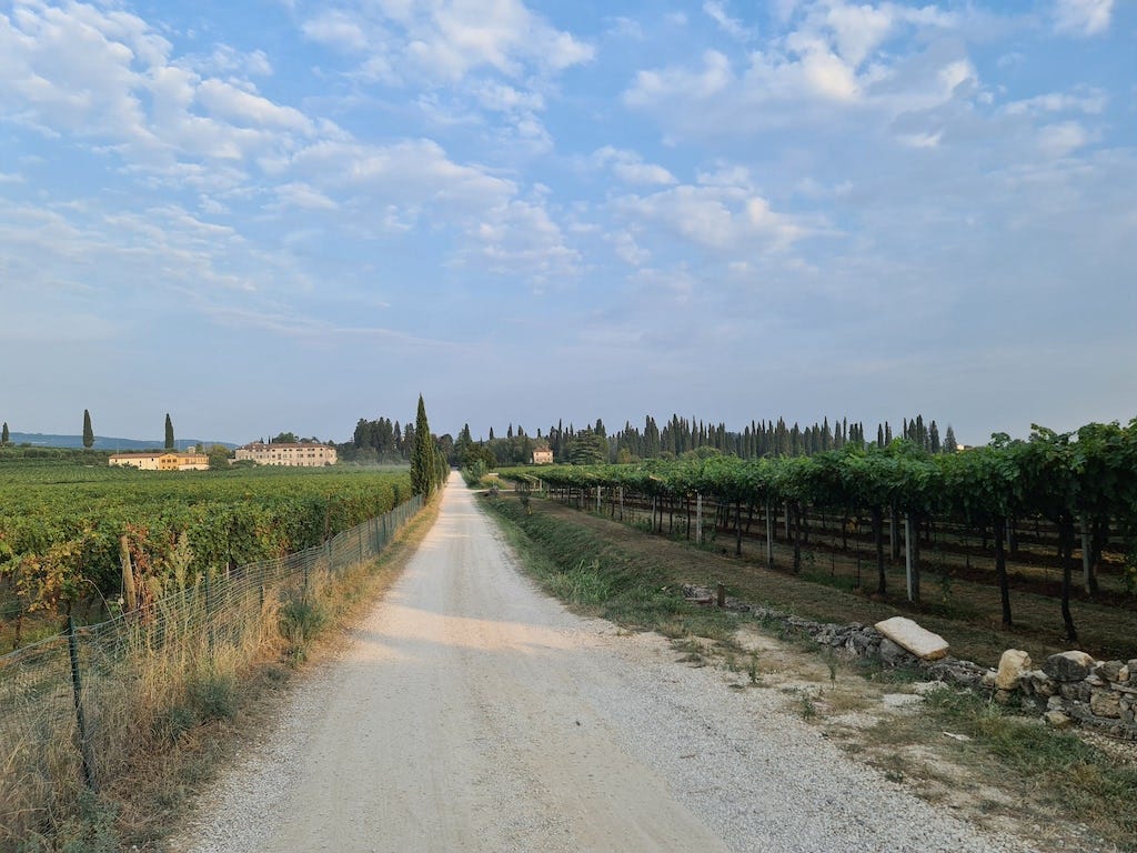 Fotografia a colori di una strada sterrata che corre tra i vigneti. Cielo azzurro con piccole nuvolette bianche.