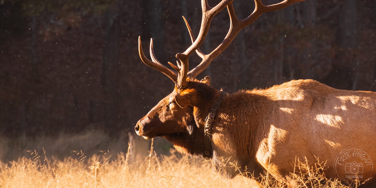 Elk