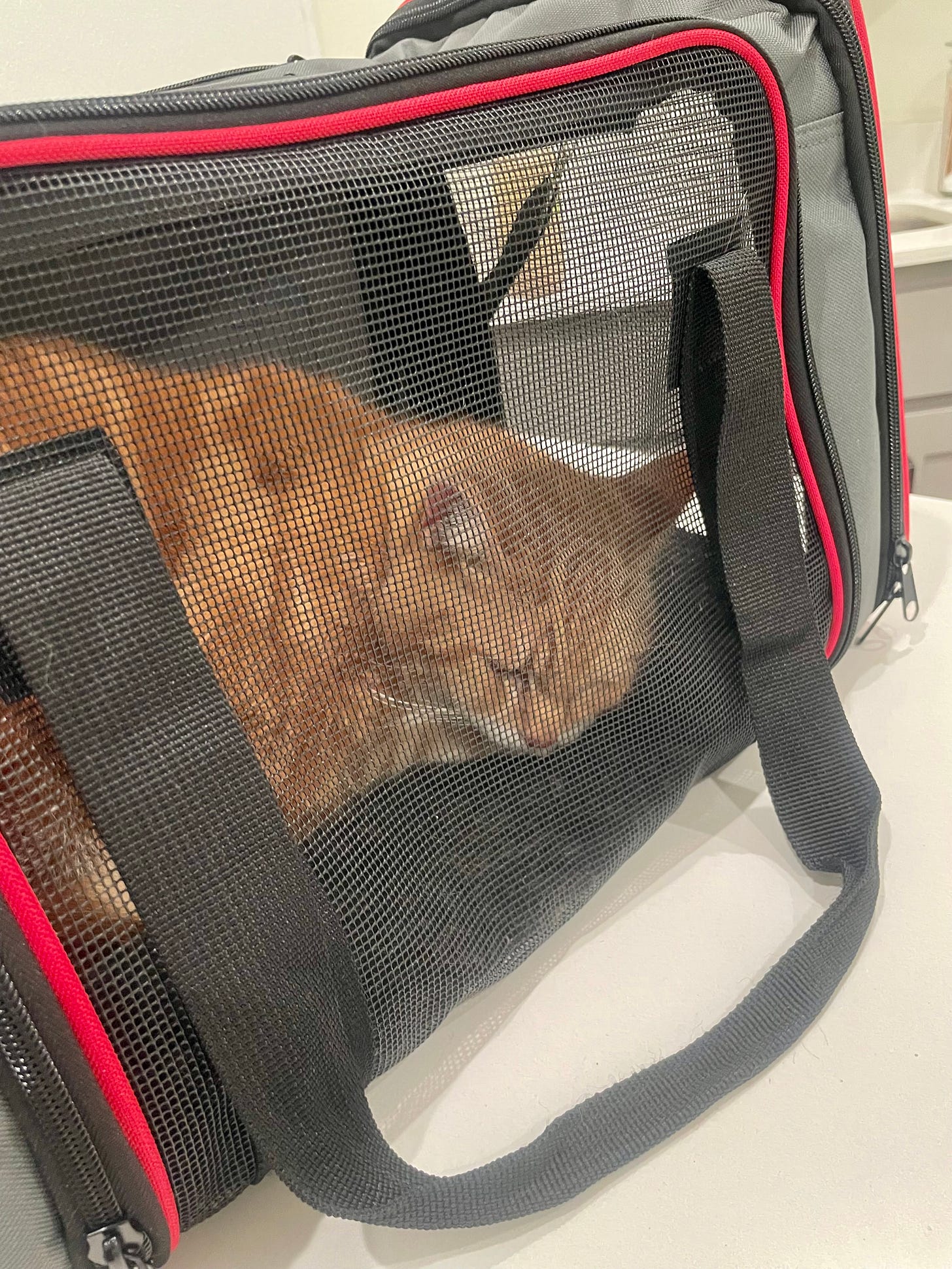 a photo of Paddy in his carrier at the vet's office. He's not happy.
