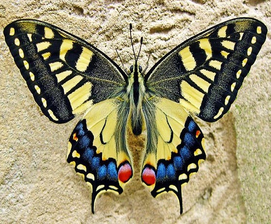 Yellow and black butterfly with blue and red markings sits on a textured beige wall. Wings spread wide, showcasing intricate patterns.