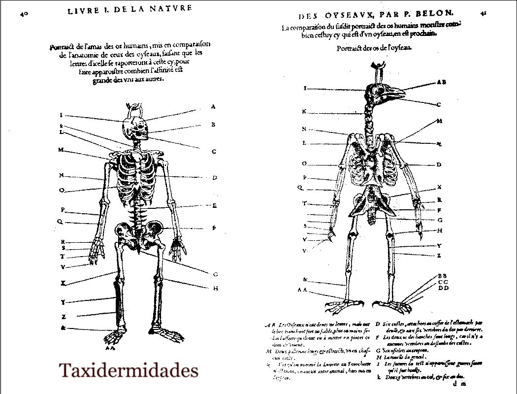Pierre Belon. Primeras instrucciones para la conservación de las aves. |  Taxidermidades