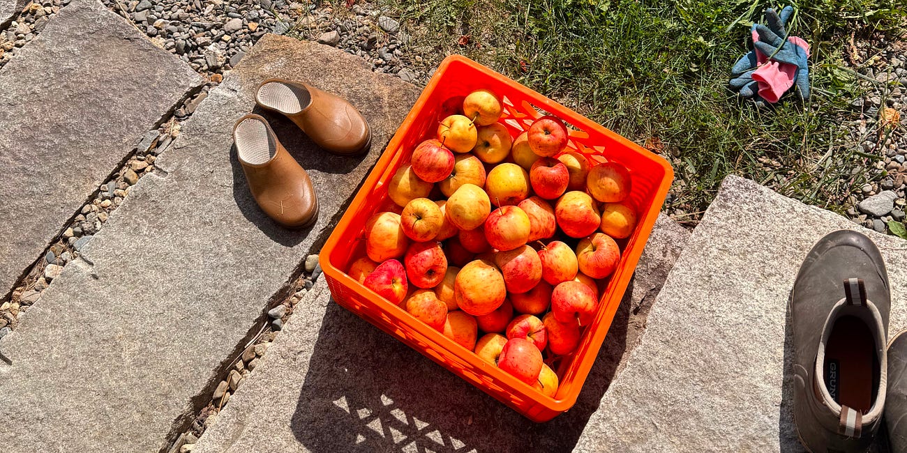Everything You Always Wanted To Know About Pressing Apples Into Cider