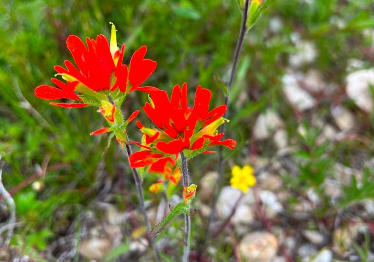 two bright orange flowers with long thin petals arranged almost like a make up brush, against a rocky substrate