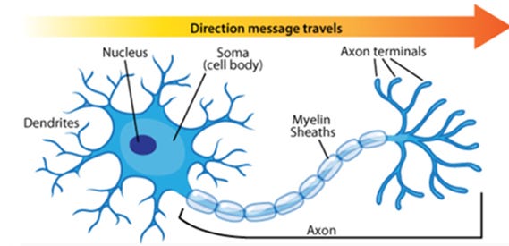 This image has an empty alt attribute; its file name is neuron.png